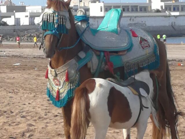 Agence immobilière 3jimmo - El Jadida - +212 652-113654