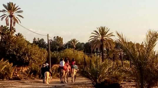 Rachid Transport Touristique -  - +212 766-940163