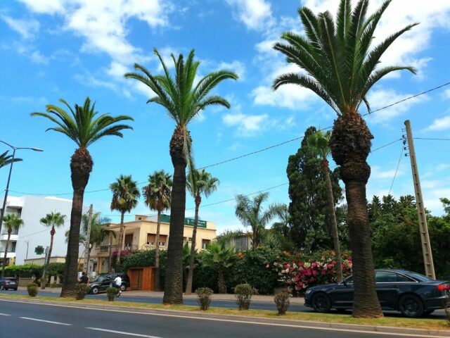 Pharmacie Bouzoubaâ - Casablanca - +212 5229-84414