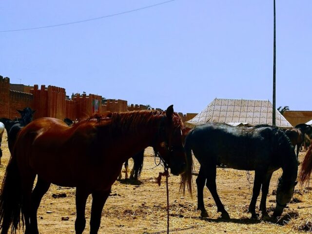 Pharmacie Akka - Taroudant - +212 5288-51188