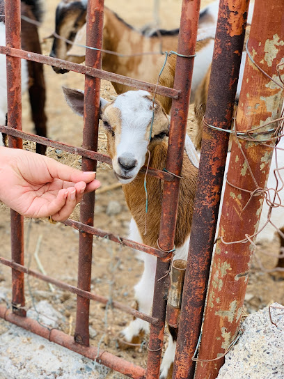 Fujairah farm - United Arab Emirates|Al Ghurfah - Fujairah|J72J+MMM