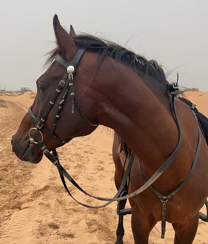 Ss stable - Dubai - +971 50 414 0541