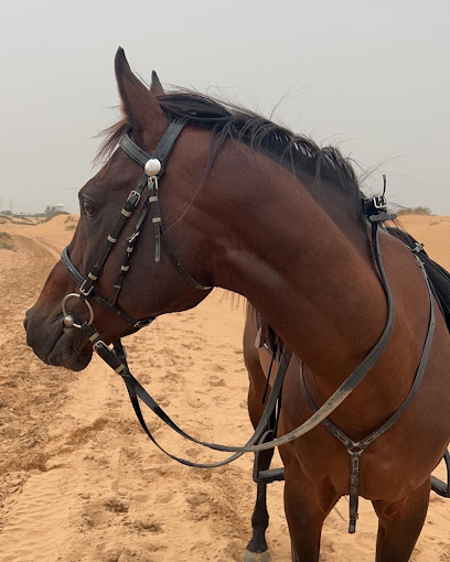 Ss stable - United Arab Emirates|Alzubair - Sharjah|شارع