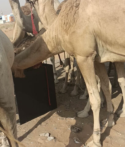 Sh.Ahmed bin Rashid Al Maktoum Farm - Ajman -