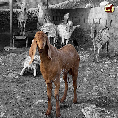 UAE BOER GOAT STUD - Ajman - +971 50 774 4515