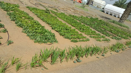 Dr. Ahmad Suleiman’s Farm - Ajman - +971 56 691 1132
