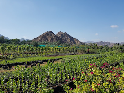مزارع نجيل طبيعي - Ajman -