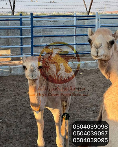 Oryx Farm - Al Saad