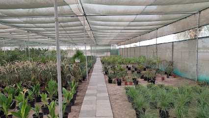 Al hamrania nursery مشتل الحمرانية - Dubai - +971 50 452 0489