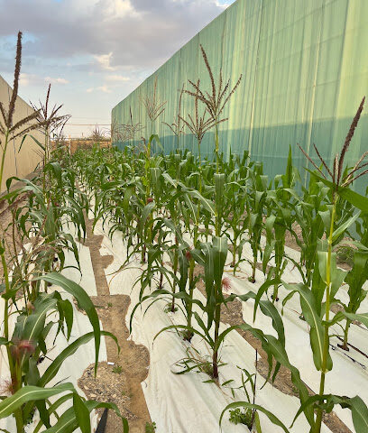 Dangjo Farm - Ajman - +971 52 671 7368