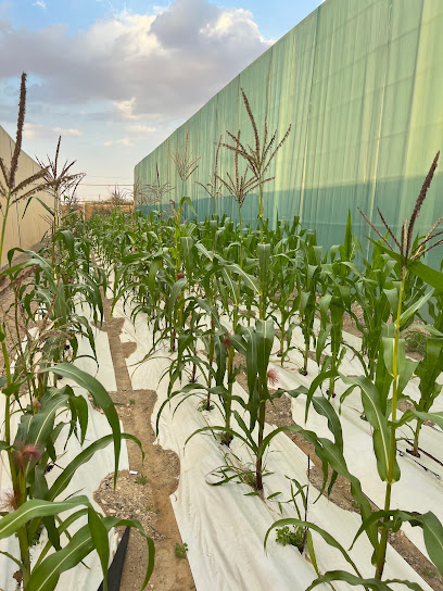 Dangjo Farm - Unnamed Rd Sharjah|Sharjah|United Arab Emirates