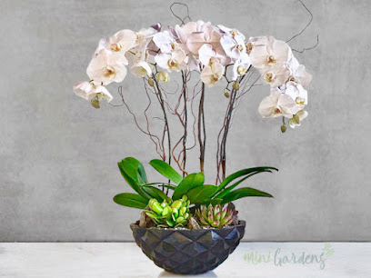 MiniGardens (Exotic Orchids), Dubai UAE - Ajman -