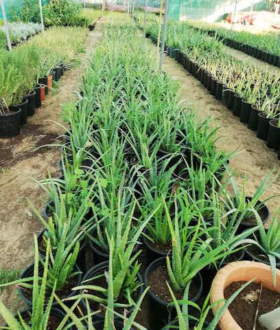 Abu Dhabi Gardening Services LLC - Dubai - +971 50 621 0985