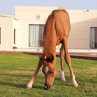 Al makhawi stud - Dubai - +971 50 233 0233
