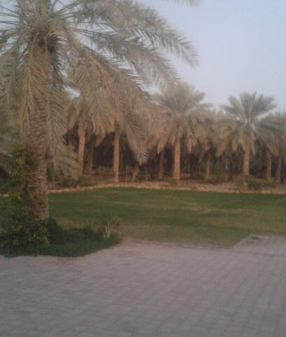 Khalfan Khamis AlAmimi Hili Farm - Ajman - +971 52 914 3860
