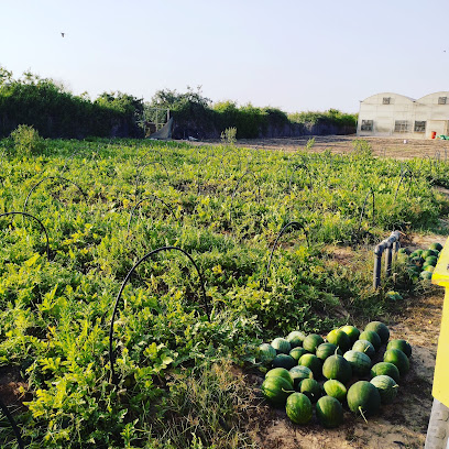 New shahama - Ajman -