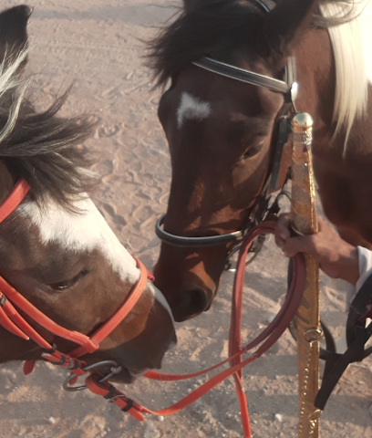 Stable - Dubai - +971 56 111 7306
