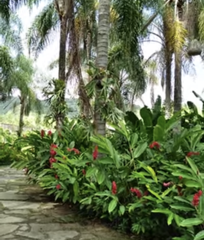 Adriana Gardens Flowers Plants - Dubai -