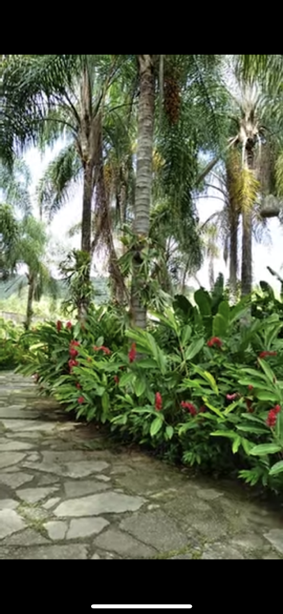 Adriana Gardens Flowers Plants - United Arab Emirates|Abu Dhabi|Arc A Tower Reem island