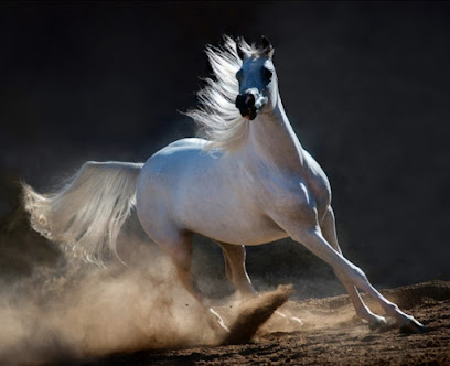 اسطبل الفخم للخيول AlFukhm Stable - Dubai - +971 50 301 7519