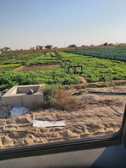 Green Path Organic Farm - United Arab Emirates|Sharjah|Al Dhaid - Masafi Rd