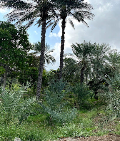 moh'd farm - Ajman - +971 50 999 3908