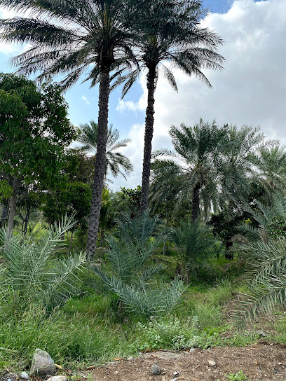 moh'd farm - United Arab Emirates|Fujairah|Bidiyah|basic education school