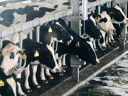 Al Ain farms for live stock Production - Ajman - +971 2 551 6460