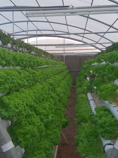 Mohammads farm original loc - United Arab Emirates|Mudfak - Ras al Khaimah|HWFV+H3W