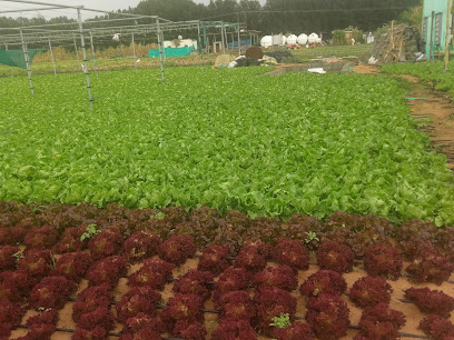 Al Masah Farm - Ajman -
