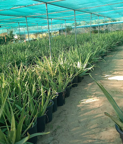 Hassan Abdulla Alsaeedi Farm - Ajman - +971 50 342 9818