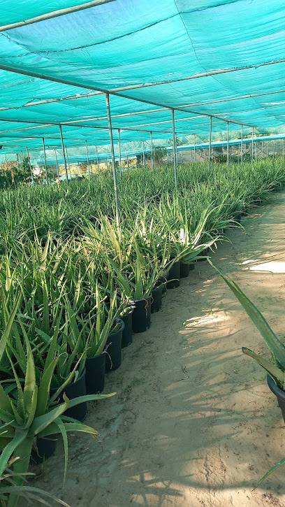 Hassan Abdulla Alsaeedi Farm - United Arab Emirates|Ajman|Unnamed Rd