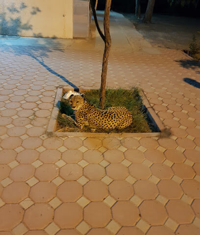 Dhaid Farmhouse - Ajman -