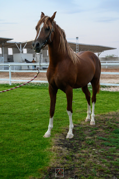 Gulf Rider Equestrian Supplies - Abu Dhabi - United Arab Emirates|Abu Dhabi|16th St