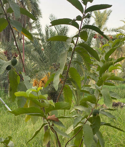 مزرعة ورثة سعيد علي هلال - Ajman - +971 50 649 4884