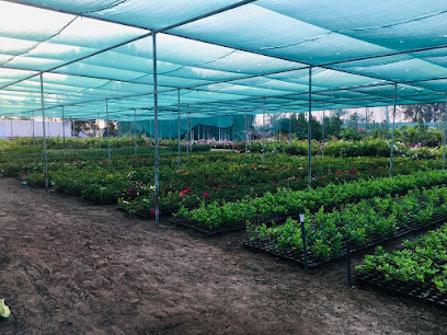Green Gate Nursery - Dubai - +971 52 641 6374