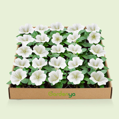 Gardenya - Dubai - +971 56 664 2220
