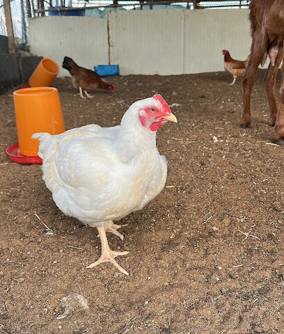 Obaid mohamed rashid Farm - Ajman - +971 50 595 6646