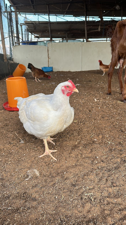 Obaid mohamed rashid Farm - United Arab Emirates|Falaj Al Sheikh - Umm Al Quawain|8VH2+GJ7