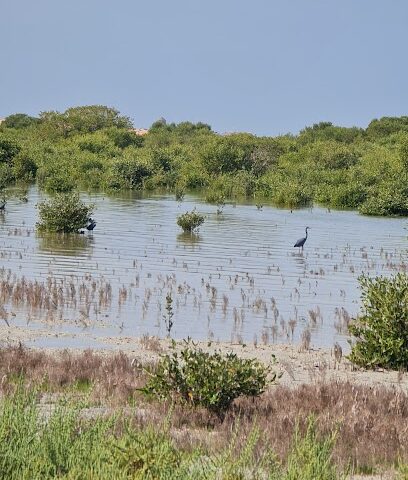 Umm Al Quwain Marina - Dubai -
