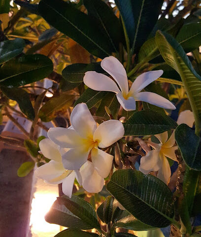 مزرعة المرزوقي almarzooqi farm - Ajman - +971 50 266 0998