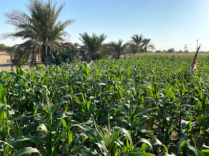 Family Farm Abu Dhabi - Ajman - +971 52 508 0488