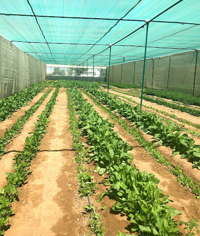 Abdul Latif Farms - Ajman - +971 55 744 5566