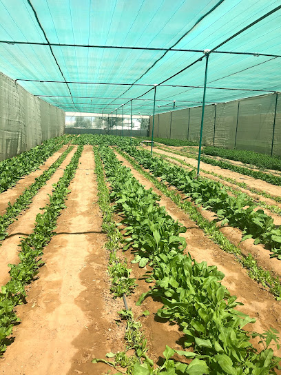 Abdul Latif Farms - United Arab Emirates|Kadrah - Ras al Khaimah|Sheikh Khalifa Bin Zayed Rd|42WM+GCR