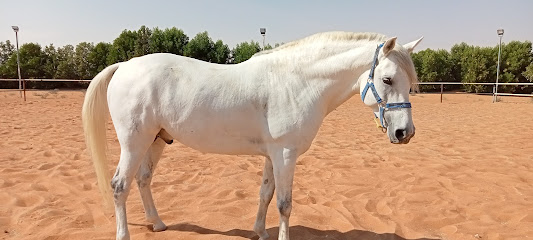 Royal Horse Center - Ajman - +971 3 780 2888