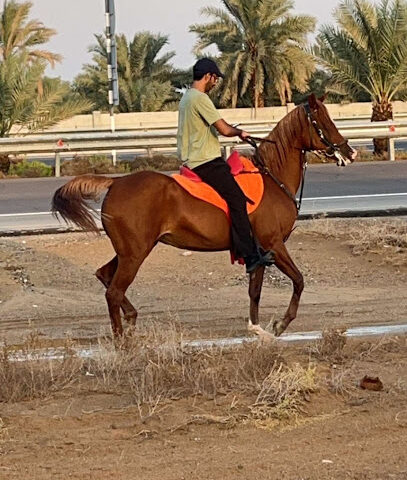 اسطبل الساد - Dubai - +971 55 596 6663