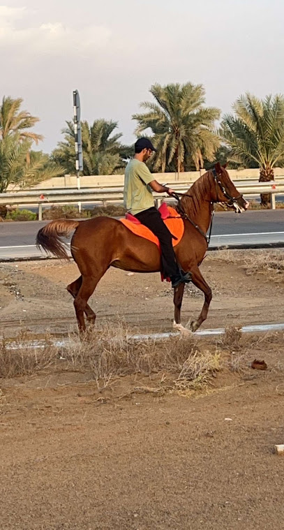 اسطبل الساد - United Arab Emirates|Al Sad - Abu Dhabi