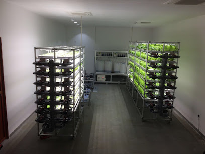 Hikari vegetable - Ajman - +971 55 264 8228