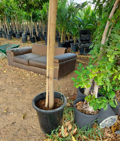 al wadi landscape garden - Dubai - +971 55 132 0534