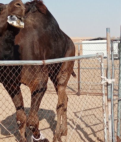 عيادة غياثي البيطرية - Dubai -